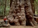 Redwood Vergleich